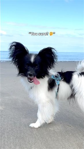 Cute PaPiLLoN Trio 🐾✨ | Puppy Learns from Pros on the Beach🥹