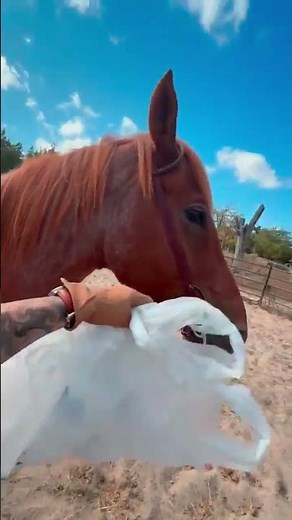 Red Roan Quarter Horse Gelding For Sale