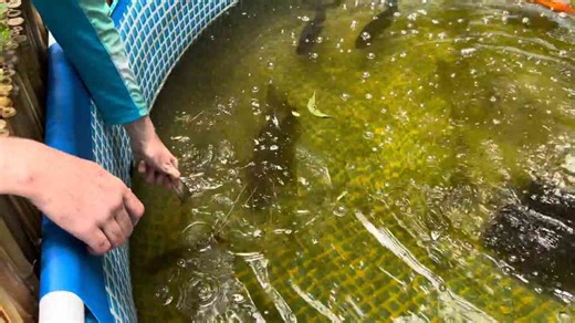 How my net trap filled up overnight for the backyard pond