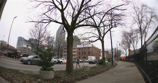 Nashville Tree Foundation calls on artists to carve into ash trees hit by emerald ash borers