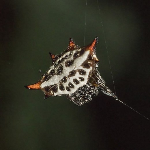 Spiny Orb Weaver Spider - Florida Backyard Spiders