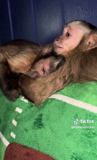 Adorable Monkey Cuddle Session - Funny and Cute Monkey Videos