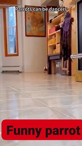 Parrot can be dance like Michael Jackson 😀😂😀😂😀 Watch the video to end #michaeljackson #Dance #dancereels #parrots #parrotdance #animals #AnimalDanceParty #loveislove #funny #funnyvideos #funnyreels #pet #pets #cute #cutebaby #cuteanimals #funnypost #viralpost2025シ #viralreelsシ #videoviralシ #viralreelsfb #reelsfypシ #followers #follow #followersシ゚ | Stunts Thrilling TV