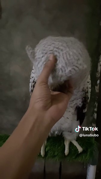 Kumpulan Video Burung Hantu Lucu dan Bayi Hewan