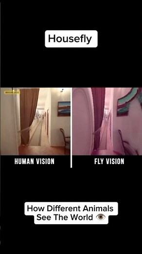 How Different Animals See The World Part 6: Housefly and Bee