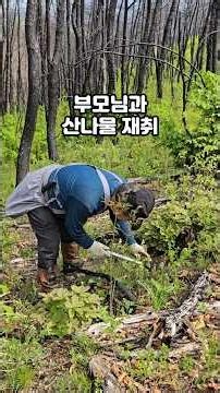 백반의장미 시골 부모님과 봄 산나물 채취 시골풍경 시골여행