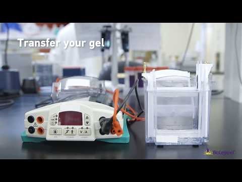 Direct-Blot™ HRP Antibodies Save You Time