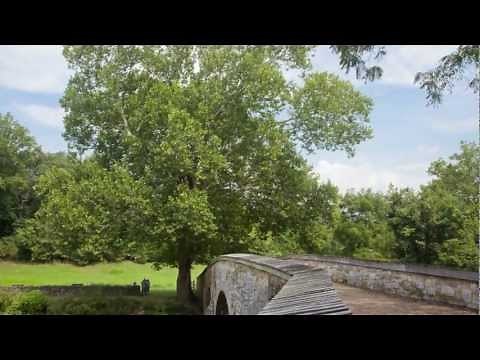 Burnside Bridge Witness Tree