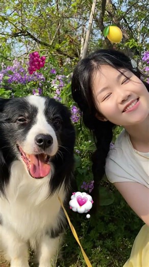 布丢：ee们觉得我俩谁是出片神器呢 #边牧 #狗狗拍照比我会摆姿势 #狗狗的心思都写在脸上了 #春天 #樱花