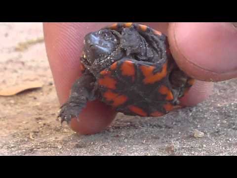Eastern Mud Turtle Hatchling