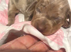 UK Freeads | Free Classified Ads