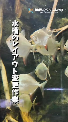 【The aquarium view has actually changed🌿】