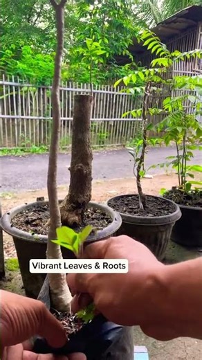 Weeding Adenium Pot | Quick Garden Care #shortvideo