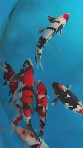 Koi Nation’s Showa Doitsu Collections