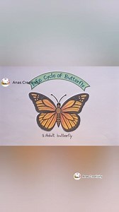 Life cycle of butterfly drawing | life cycle project #butterflies #lifecycleofbutterfly #lifecycle #art #shorts #viralreelsfb #education | Anas Creativity