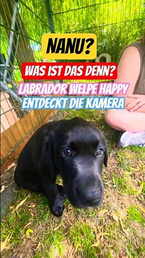 👀🤔 Huh, what's that? 🤩 Labrador puppy Happy discovers the camera. #puppies #labradorpuppies