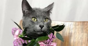 Meet Crystal, the queen of the Animal Adoption Foundation lobby