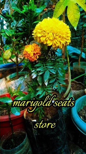 How to Store marigold seeds 🪴#gardening #plants #shorts