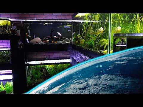 The BEST Fish Tank Sizes on The Planet!