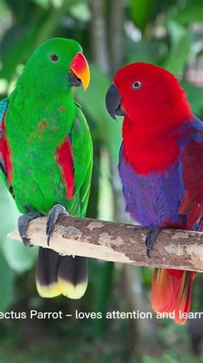 5 of the Smartest & Most Popular Talking Parrots! 🦜