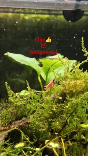 Ces crevettes nettoient mon aquarium toutes seules 😱#shorts