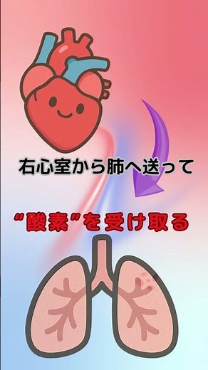 「心臓のしくみを知ってる？酸素の旅で理解する循環器！」#看護学生 #看護師国家試験 #看護実習#Canva #循環器 #心臓のしくみ #酸素 #国試対策 #解剖生理 #看護勉強 #看護学生と繋がりたい