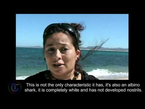 Rare one-eyed albino shark found in Mexico