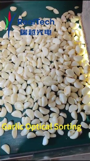 Optical Sorting of Peeled Garlic and Bad, Unpeeled garlic#machine #factory