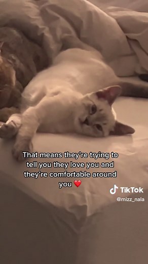 Interesting Cat Facts You Probably Didn't Know