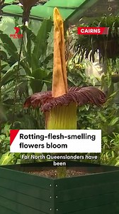 Four corpse flowers, known for their foul stench likened to rotting flesh, have bloomed in Cairns, Queensland. They only bloom every few years for 24 hours. #Flower #CorpseFlower #Cairns #Queensland | 7NEWS Wide Bay