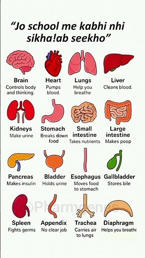 Human Body Organs and Their Functions | #Anatomy #pharmgenes #medicalshorts #viral