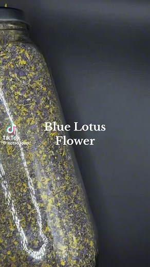 ‏available now in Egypt original Blue lotus flower