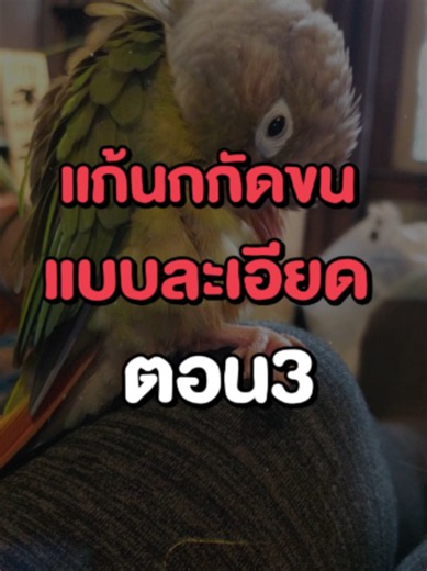 แก้นกกัดขนแบบละเอียด ตอน3 #ทาสนก #นกแก้ว #สัตว์โลกน่ารัก #สัตว์เลี้ยงน่ารัก #สัตว์เลี้ยง #ความรู้ #นก