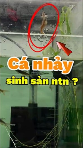 Cá Nhảy Copella Arnoldi – Loài Cá Độc Lạ Chỉ Đẻ Trứng Trên Lá Cây - Nuôi cá dưỡng tâm