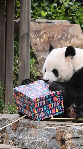 🎉🐼 Put your paws together for Xing Qiu! Today the very handsome Giant Panda celebrated his 5th birthday – and his very first at Adelaide Zoo. He marked the special day in style with presents, endless bamboo, and even his very own duck (as enrichment), all in front of keepers and a huge crowd of fans in the Bamboo Forest. Xing Qiu, whose name means Star Autumn, is settling into life alongside female panda Yi Lan. Together they represent an exciting new chapter for Adelaide Zoo, as part of a glo