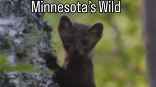 Minnesota’s Wild: Meet the American Marten