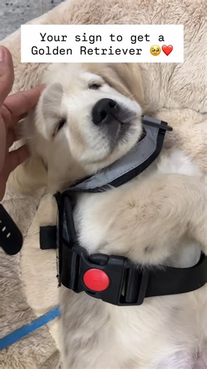 Cabo || European Golden Retriever on Instagram: "Hi, Meet Cabo! . . . . Golden Retriever, golden retriever puppy, dog life, puppy love, pet care, dog training, puppy training, dog routine, dog food, dog health, dog growth, puppy phase, family dog, friendly dog, playful puppy, cute dogs, Indian dogs, pet parenting, first time dog owner, dog vlog #dogs #dogsofinstagram #doglover #petlovers #puppylove cutedogs instadog"