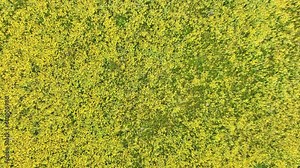 Flying over a super bloom of wild flowers outside of Los Angeles. Normally a desert, but blooming with flowers from recent rains.