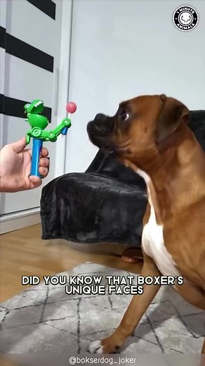 37K views · 1K reactions | Boxer  The Heart-Breaking Truth! #boxer #boxerdog #boxerpuppy #boxerlove #boxergram #boxeraddict #boxerdogs #boxerlover #boxerlife #boxersofinstagram | 1 Minute Animals | Facebook
