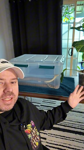 21K views · 45 reactions | 樂 Ever wondered what it would be like to be a snake and catch a rat  ? Well that’s exactly what it would feel like winning $10,000 from theplantcrew.com.au Sexy Legs reckons ! Spots are closing like she will be on her rat ( it’s a frozen one she thinks she’s catching it but it’s me wriggling it 狼) anyways we are at just about half way way of the entrant cap which is 500. ⏰ DON’T MISSSSSS THISSSSSS | Roots Ṉ Leaves | Facebook