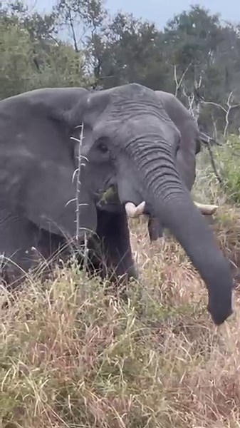 Elephant sneezing 🤧