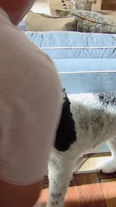 78K views · 956 reactions | How To Prevent Your Dog From Chewing Things. In this clip, the family dog Murphy has multiple issues but the most dangerous one is him taking things and swallowing them. Every time he ingests anything, he is at great risk at jeopardizing his health and life. To asses the risk of the dog, I need to evaluate how the family interacts with Murphy to see what is going wrong. | Cesar Millan | Facebook