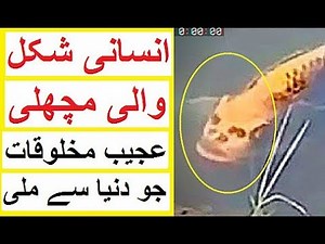 Fish with a 'Human - Like' Face - 5 Strange Creatures