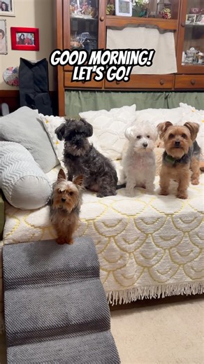 Good morning! Let's go! 🤣 #dogshorts #dogsofyoutube #yorkie #goodmorning #dogs #pets #dog ❤️