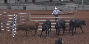 Border Collies lead cattle through obstacles at the Texas Oklahoma Fair