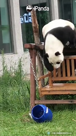 Panda in the Rain: Mood Right Now