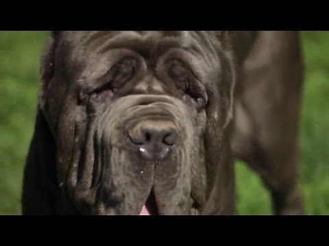 NEAPOLITAN MASTIFF: A DOG LOVER'S INTRODUCTION