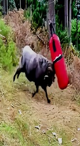 Esta cabra es una boxeadora profesional #animales #boxeo #humor #cabras #cabra | Descubre el Mundo Animal