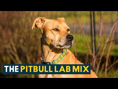Pitbull Lab Mix: Everything About the Loyal & Loving Bullador!