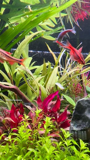 ▫️11月5日 入荷情報 ご来店お待ちしております✨ 赤ヒレ ミクロラスボラ・エリスロミクロン バルーンアピスト ML-L バルーンブルーダイヤアピスト M スカーレットジェム フルムーンベタ オス ギャラクシーコイベタ オス クラウンキリー SM-M トランスルーセントグラスキャット オレンジスポットセルフィンプレコ 4-5cm ミニブッシープレコ 3cm タイガープレコ オトシンクロス ゴールデンデルモゲニー ポポンデタレインボー SM プラエコックレインボー カモンバ バラ ピグミーチェーンサジタリア ラジカンス ロターラsp フラワー ヤマトヌマエビ カバクチカノコ貝 フネアマ貝 キラースネール ヒメタニシ 石巻貝 バンパイアクラブ 入荷無いものでも在庫がございます！ お探しの生体などございましたらお問合せください♪ #ブルカミア #入荷情報 #生体取り寄せ可能 #生体引き取りやってます #出張メンテナンス致します | Hirose-Aquaworks